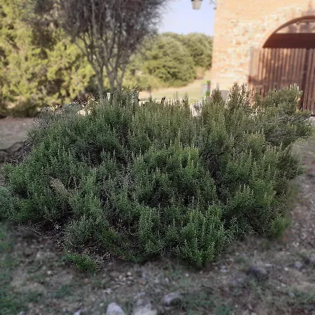 Rosmarino *